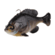 Savage Gear Pulse Tail Bluegill Line Thru Soft Bait