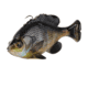 Savage Gear Pulse Tail Bluegill Line Thru Soft Bait