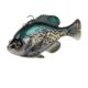 Savage Gear Pulse Tail Bluegill Line Thru Soft Bait