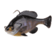 Savage Gear Pulse Tail Bluegill RTF Soft Bait