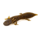 Savage Gear Toughtec NED Salamander Soft Bait