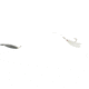 Sea Striker Flounder/Fluke Rig No Float, White Tail Hook 30 Lb Mono, F3BM