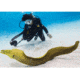 Sealife Aquapod Underwater Monopod, Black SL913
