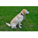 Shed, Seattle Sports Springer LG CoatCollar/Clear