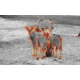 Shinenyx AIM101 384 5.2x48mm Thermal Imaging Rifle Scope, Black, AIM101