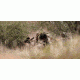 SIG SAUER Zulu5 10x42 Roof Prism Binocular w/HD Glass, Graphite SOZ51001