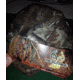 Sightron Real Tree AP Promo Hat, 2104223