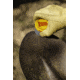 Smiths Edge Eater Stone, 50910