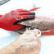 Smiths Curved Fillet Knife