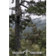 Southern Crossbow Risen XLT, 385 Package, SC73002