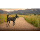 SpotOn Fence GPS Dog Fence Collar, Grey/Black, Small, SOMN638113