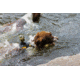 Spy Point Xcel Action Camera Dog Mount, Black XHD-DOG