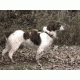 Spy Point Xcel Action Camera Dog Mount, Black XHD-DOG