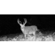 Stealth Cam Stealth Cam DNVB Digital Night Vision Binocular, Black, STC-DNVB2