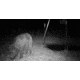Stealth Cam Stealth Cam DNVB Digital Night Vision Binocular, Black, STC-DNVB2