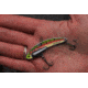 SteelShad Heavy, 1/2 Oz, Trout, SSL-10121