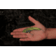 SteelShad XL Bait, 3/4 Oz, Gold, SSL-10013