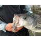 SteelShad XL Bait, 3/4 Oz, Silver/Chrome, SSL-10012