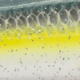 Strike King Evader 70 Topwater Baits, Sexy Shad, 7.5cm/2.75in, HCEV70-590