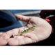 Strike King Homing Minnow Softbait, 3 pack, 2.5in, 1/8oz, Ghost Shad, 12-36113