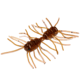 Strike King Sexy Bug Softbait, 6 pack, 3in, Plum Crazy Craw, 12-36368