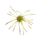 Strike King Tumbleweed Salted Softbait, 4 pack, 3in, Summer Craw, 12-36256