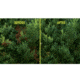 Sun Joe 10-Inch 8-Amp Electric Pole Chain Saw, Green SWJ803E