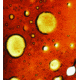 Tasco USB Microscope 780200