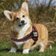 Thin Blue Line Dog Harness Thin Red Line - DOG-HARN-TRL-XXXL-KIT