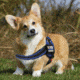 Thin Blue Line Harness With Patch, Thin Blue Line - DOG-HARN-TBL-MEDIUM-KIT