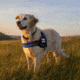 Thin Blue Line Harness With Patch, Thin Blue Line - DOG-HARN-TBL-MEDIUM-KIT