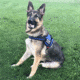 Thin Blue Line Harness With Patch, Thin Blue Line - DOG-HARN-TBL-MEDIUM-KIT