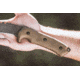 Tops Knives Tundra Trekker Fixed Blade Knife,9in,Tactical Stone 1095 RC 56-58 Steel Blade, Green Canvas Micarta Handle, TDTK-01