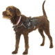 Ultimate Direction Dog Vest - Mens, Black, Small, 80469820BK-SM