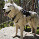 Ultimate Direction Dog Vests - Unisex, Black, Large, 80479723ONX-LG