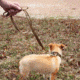 United States Tactical K9 Flashbang Leash, Coyote, UST-K9L00402