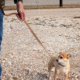 United States Tactical K9 Flashbang Leash, Coyote, UST-K9L00402