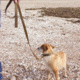 United States Tactical K9 Flashbang Leash, Coyote, UST-K9L00402