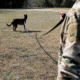 United States Tactical K9 Handlers Leash, 6ft, Black, UST-K9L00306