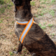 United States Tactical Reflective Elastic Belt, Orange, UST-BLT00906