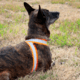 United States Tactical Reflective Elastic Belt, Orange, UST-BLT00906