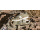 Viktos PTXF Core Multicam Shoe - Mens, Green Camo, 8, 1005202