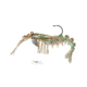 Vudu Rattler Shrimp
