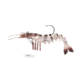 Vudu Rattler Shrimp