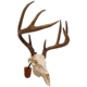 Walnut Hollow Euro Skull Mount Kit, Brown, 41852