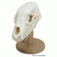 Walnut Hollow Skull Mounting, Kit Solid Oak 38326