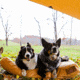 White Duck Sunshade Tarp 330 w/ Poles, 13ft x 13ft/4 x 4 m, SS-4x4-WR
