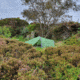 WildCountry Zephyros Compact Tent - 2 Person, Green, 44ZC2V3