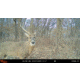 Wildgame Terra XT 2.0 Cellular Camera 24MP, 1410205