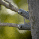 Wildlife Research Center Active-Branch Mock Scrape Kit